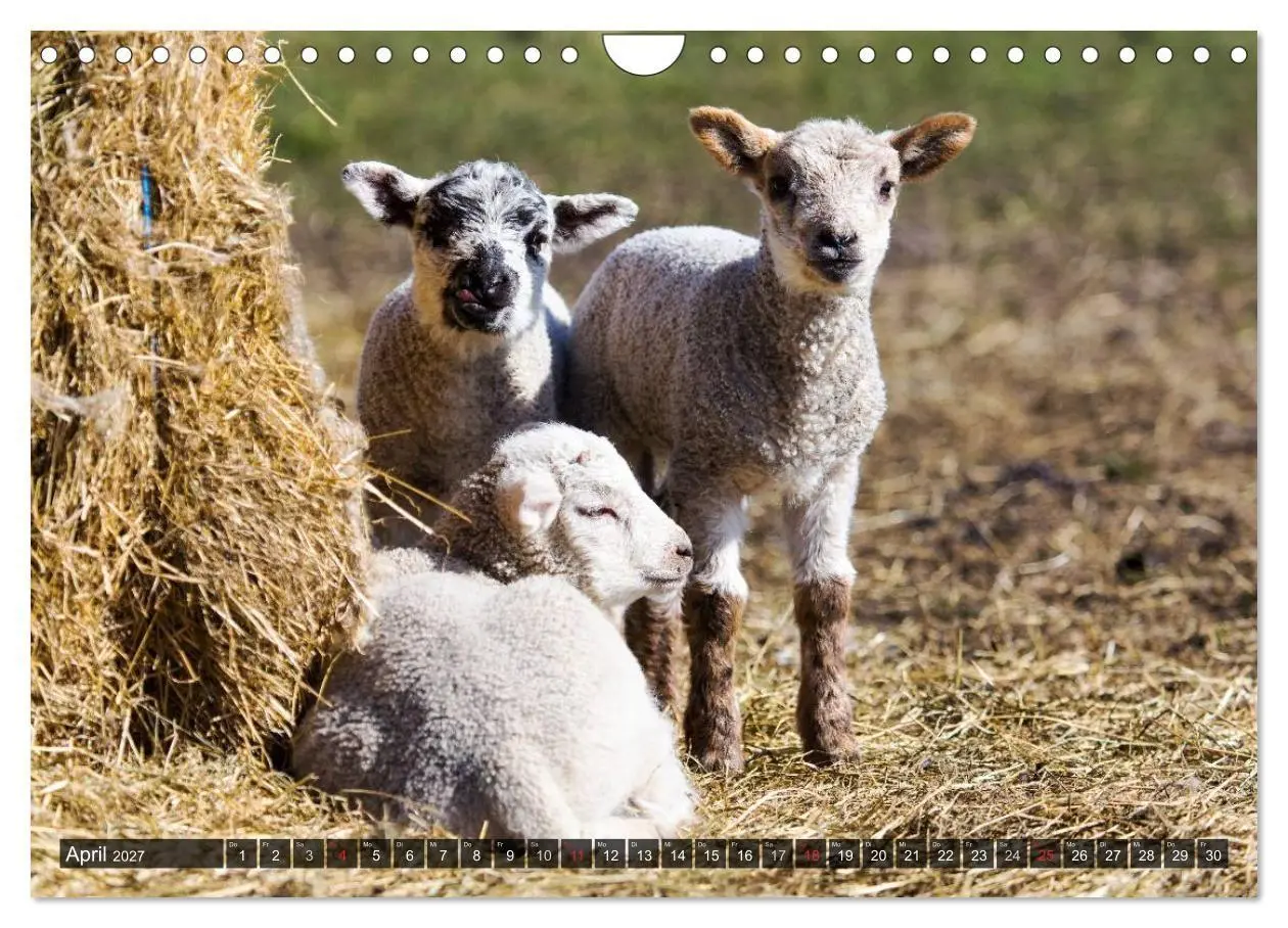 Bild: 9783594024737 | Rømø (Wandkalender 2027 DIN A4 quer), CALVENDO Monatskalender | 2027