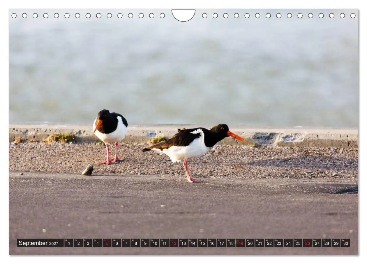 Bild: 9783594024737 | Rømø (Wandkalender 2027 DIN A4 quer), CALVENDO Monatskalender | 2027