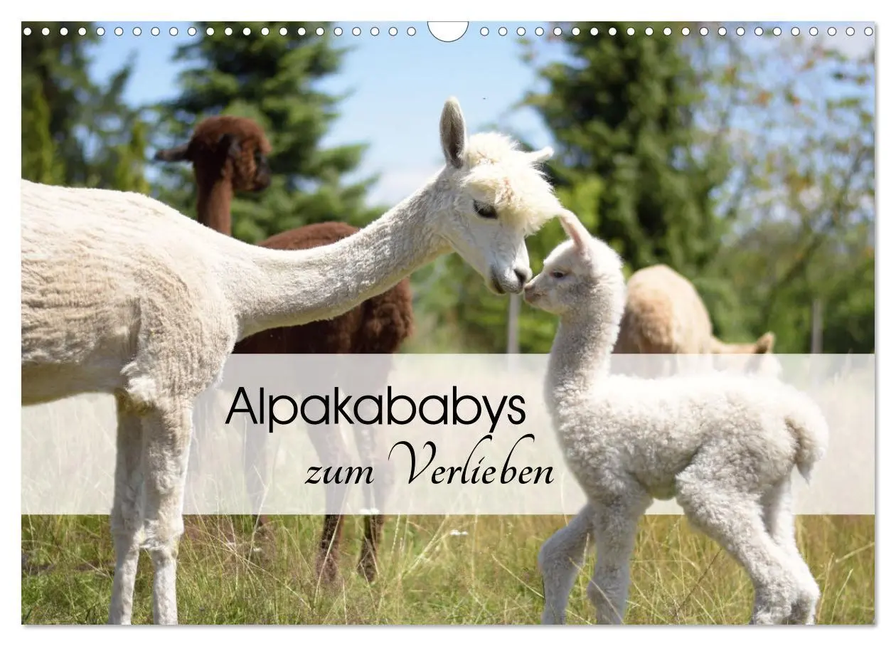 Cover: 9783457564837 | Alpakababys zum Verlieben (Wandkalender 2026 DIN A3 quer), CALVENDO...