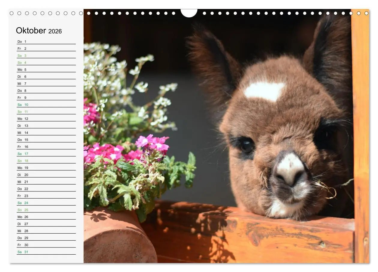 Bild: 9783457564837 | Alpakababys zum Verlieben (Wandkalender 2026 DIN A3 quer), CALVENDO...