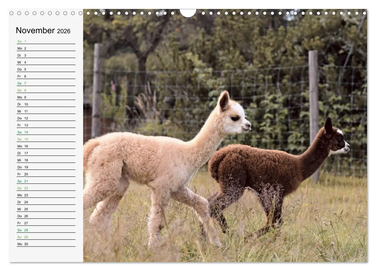 Bild: 9783457564837 | Alpakababys zum Verlieben (Wandkalender 2026 DIN A3 quer), CALVENDO...