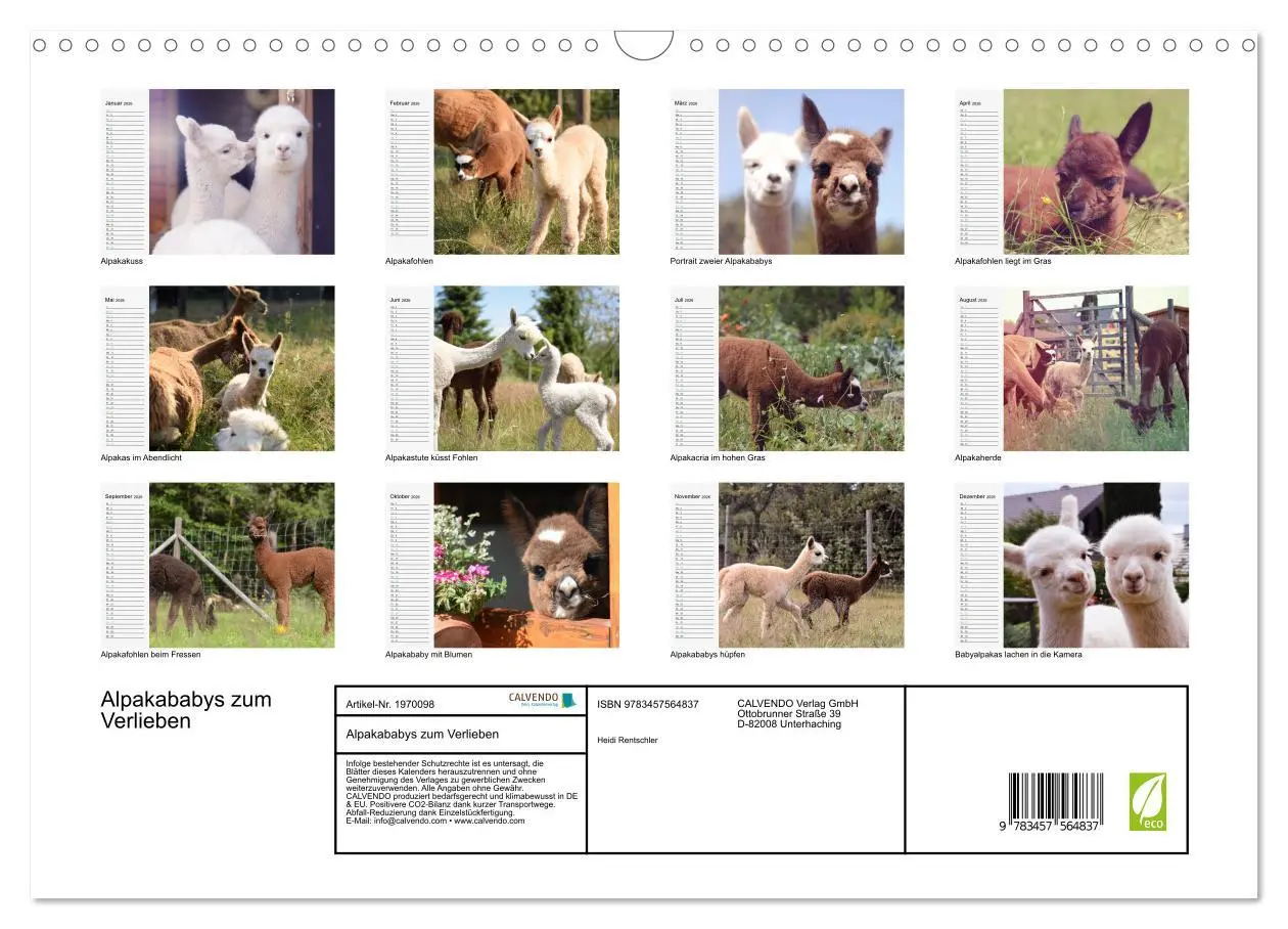 Bild: 9783457564837 | Alpakababys zum Verlieben (Wandkalender 2026 DIN A3 quer), CALVENDO...