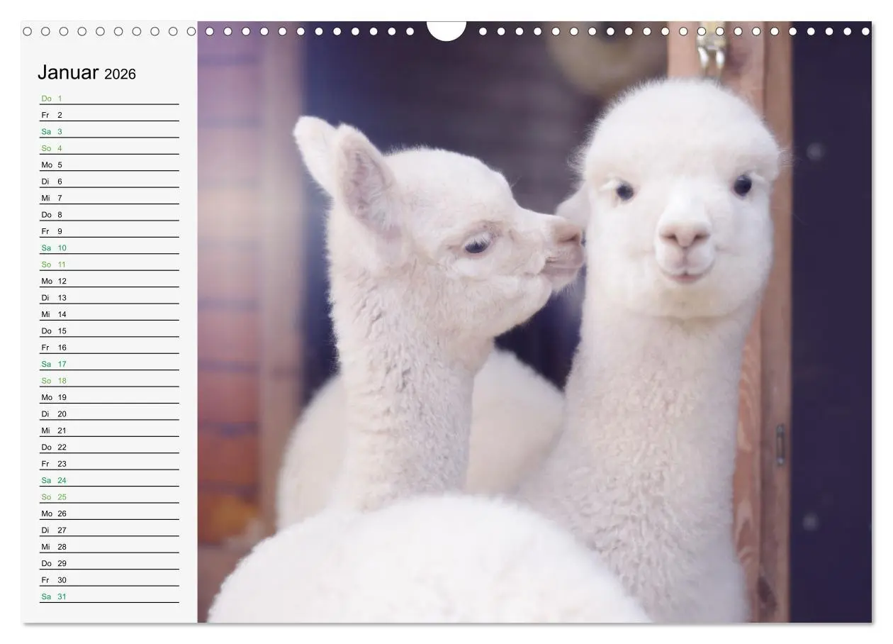 Bild: 9783457564837 | Alpakababys zum Verlieben (Wandkalender 2026 DIN A3 quer), CALVENDO...
