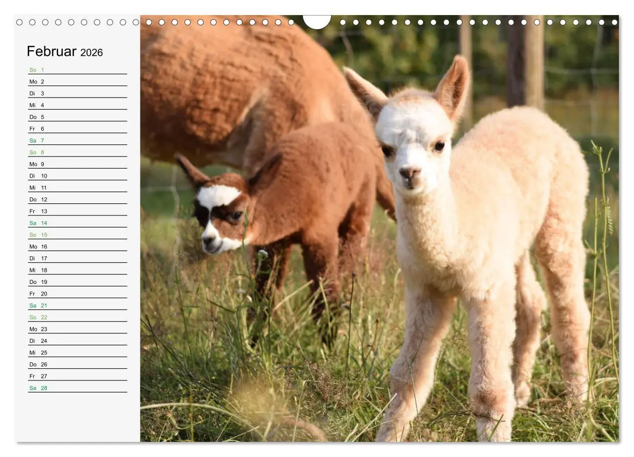 Bild: 9783457564837 | Alpakababys zum Verlieben (Wandkalender 2026 DIN A3 quer), CALVENDO...