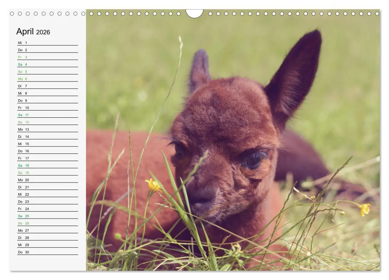 Bild: 9783457564837 | Alpakababys zum Verlieben (Wandkalender 2026 DIN A3 quer), CALVENDO...