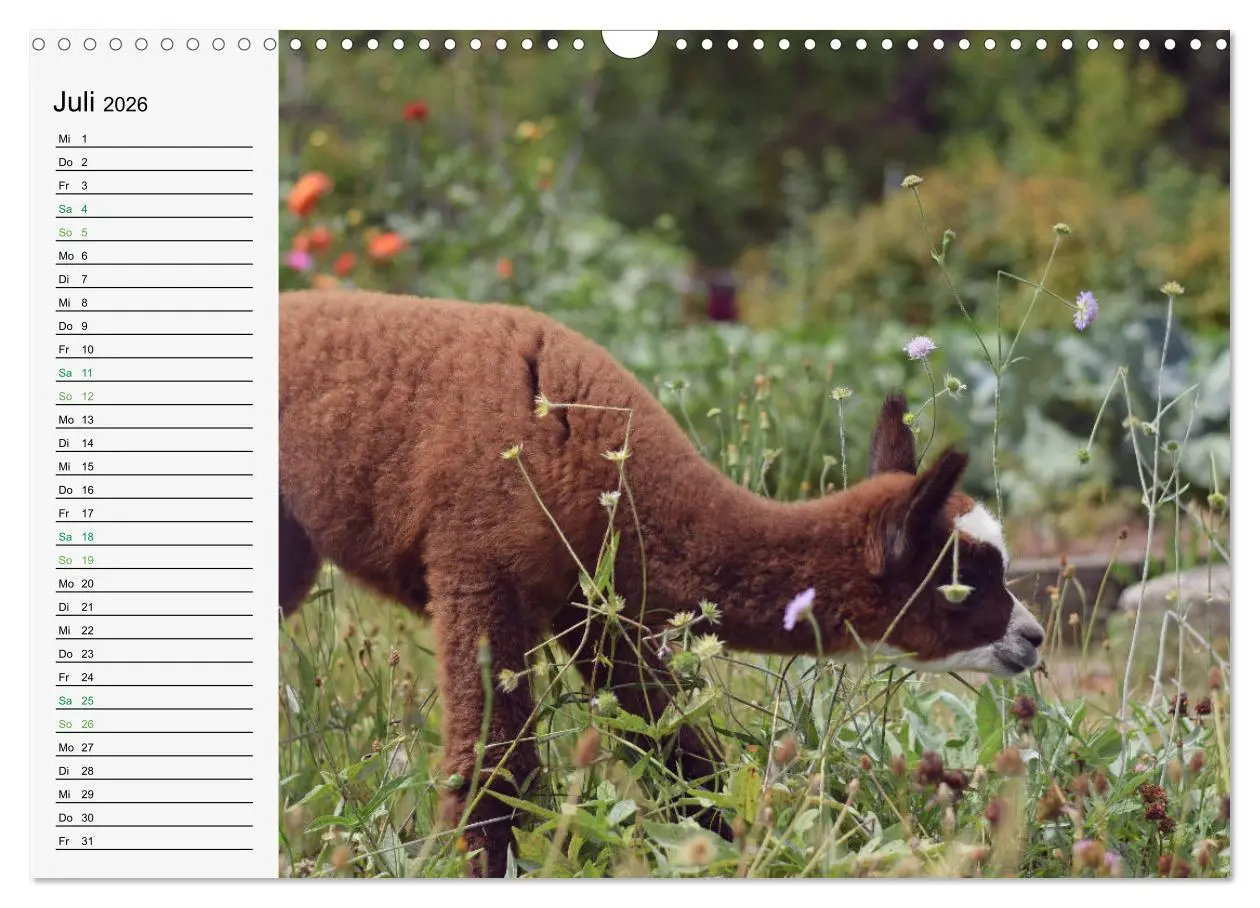 Bild: 9783457564837 | Alpakababys zum Verlieben (Wandkalender 2026 DIN A3 quer), CALVENDO...
