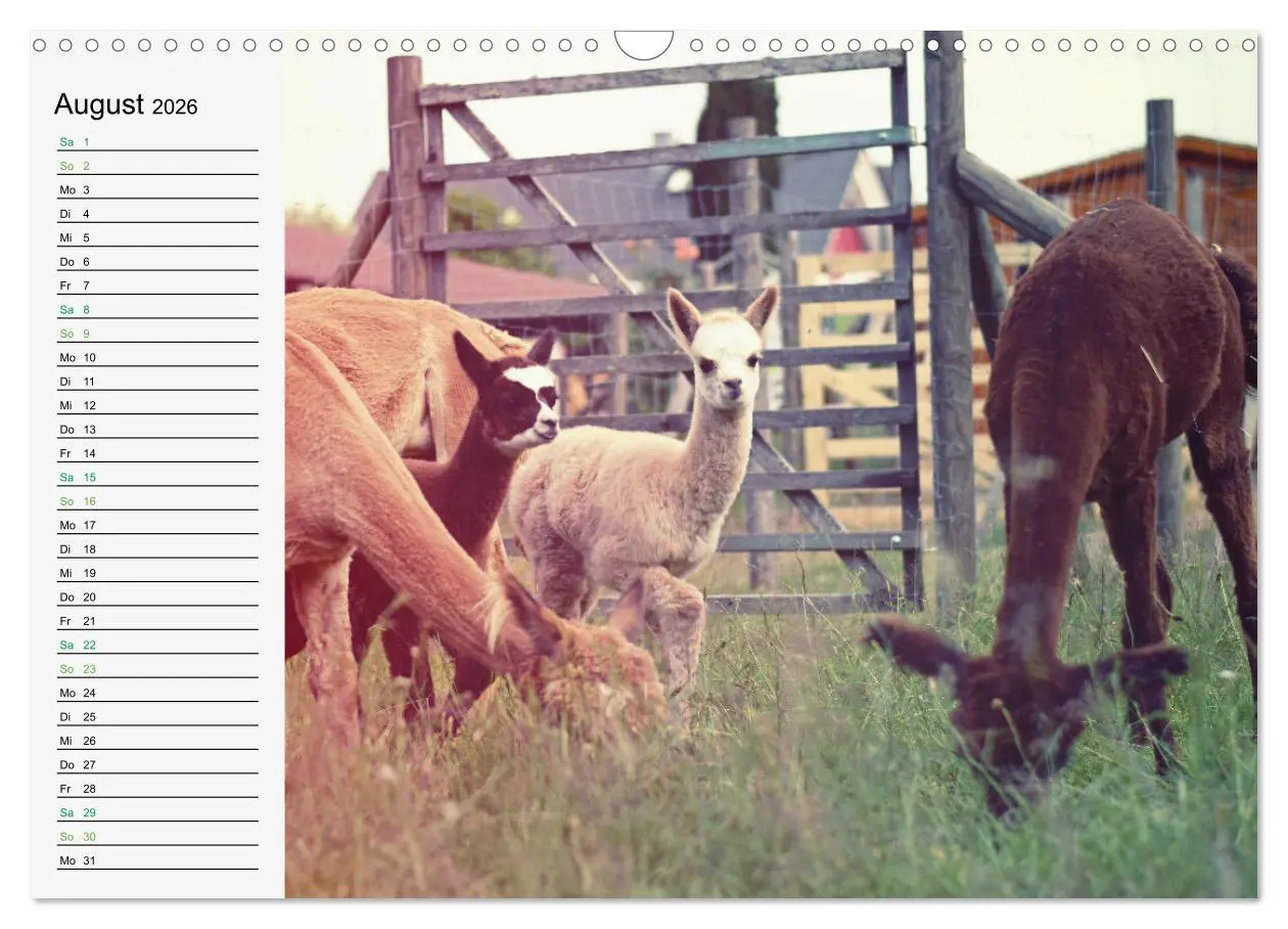 Bild: 9783457564837 | Alpakababys zum Verlieben (Wandkalender 2026 DIN A3 quer), CALVENDO...