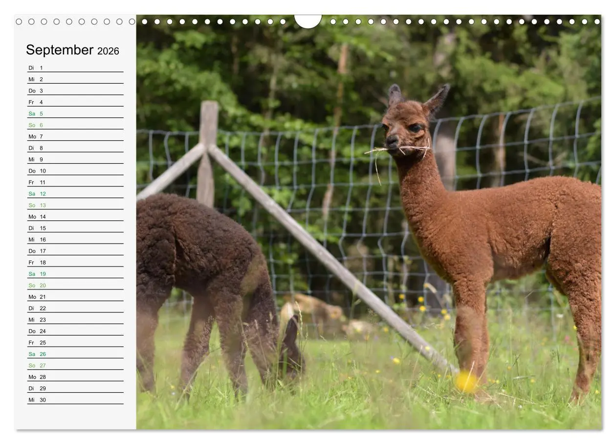 Bild: 9783457564837 | Alpakababys zum Verlieben (Wandkalender 2026 DIN A3 quer), CALVENDO...