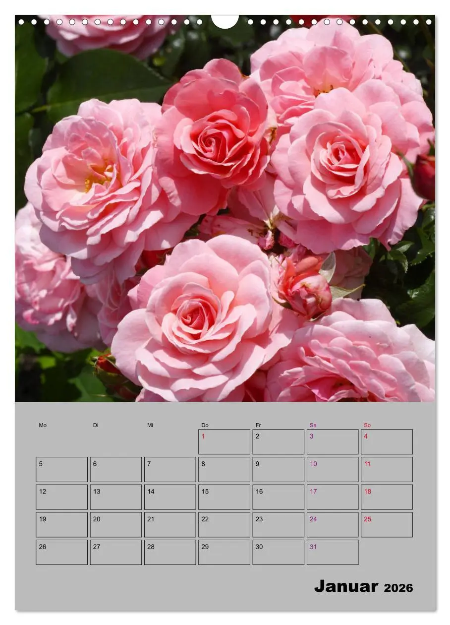 Bild: 9783516404937 | Rosen - Symbol der Liebe und Verehrung (Wandkalender 2026 DIN A3...
