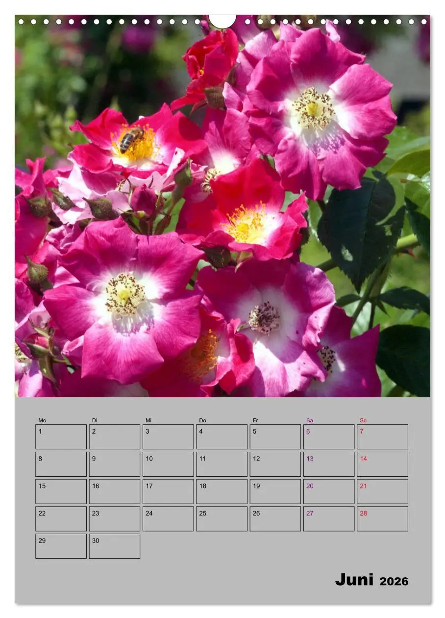 Bild: 9783516404937 | Rosen - Symbol der Liebe und Verehrung (Wandkalender 2026 DIN A3...
