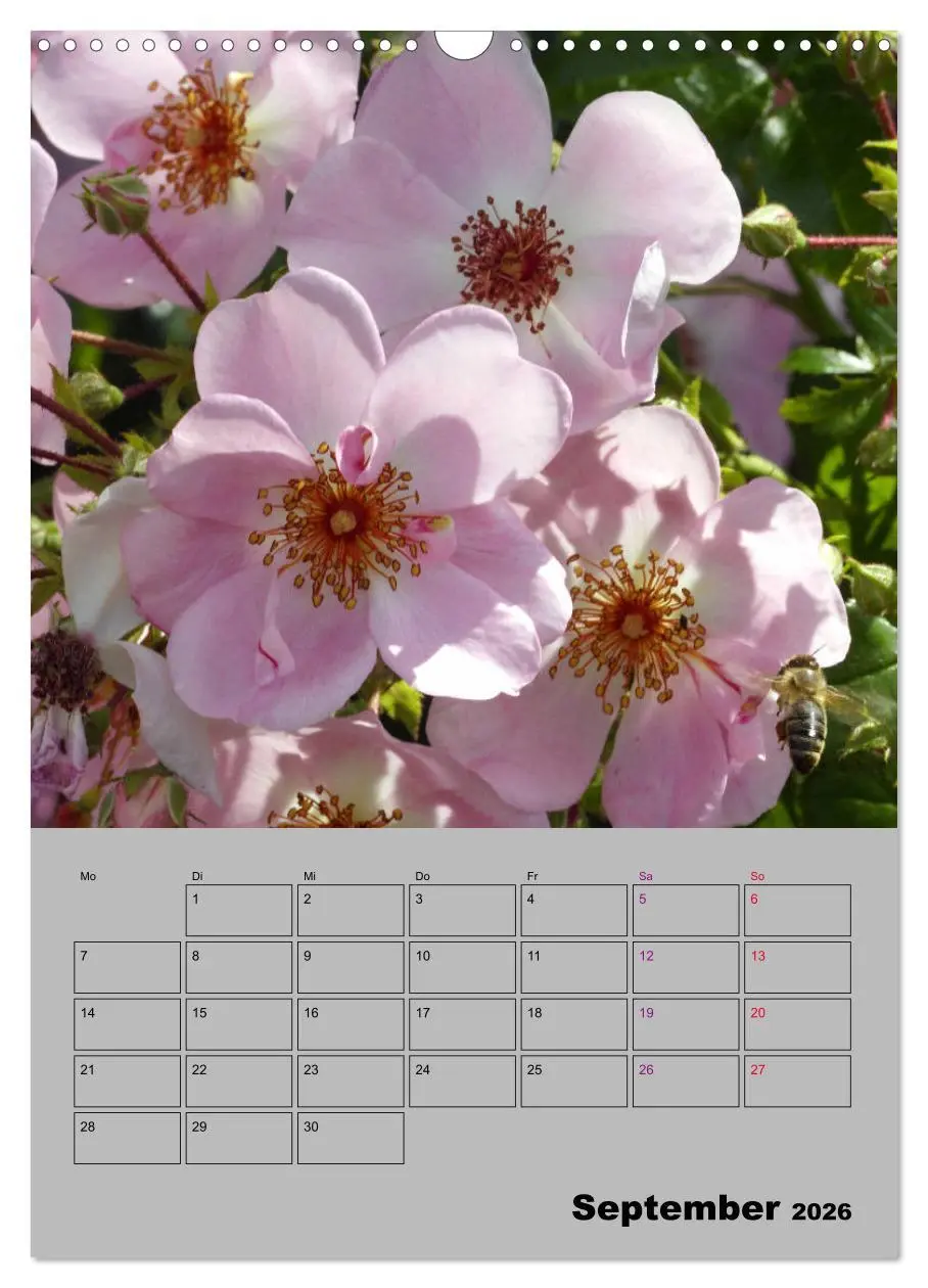 Bild: 9783516404937 | Rosen - Symbol der Liebe und Verehrung (Wandkalender 2026 DIN A3...