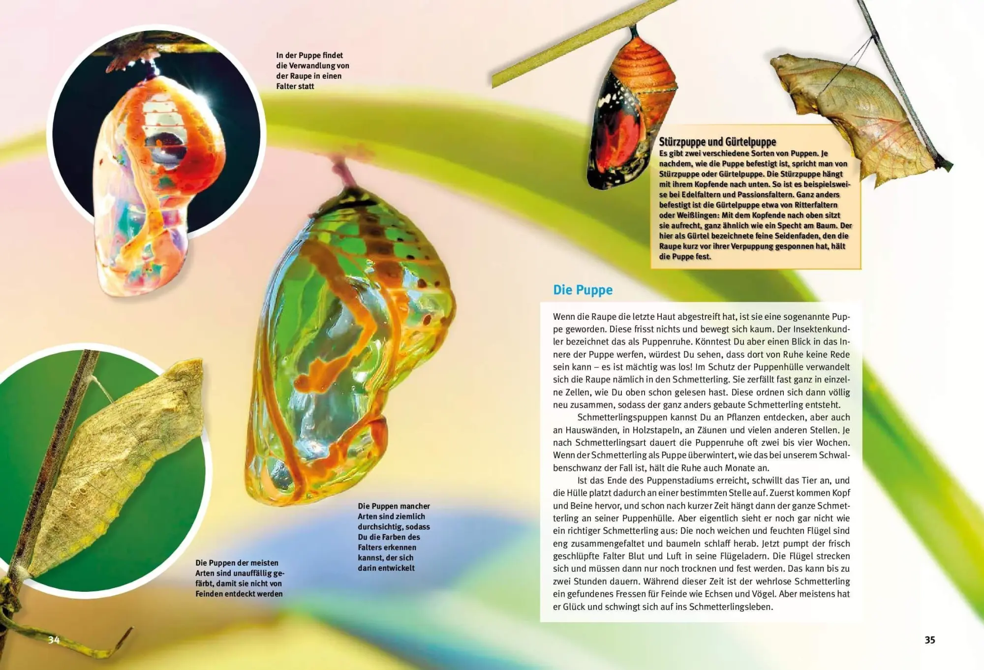 Bild: 9783866594937 | Entdecke die Schmetterlinge | Thomas Schmidt | Buch | 64 S. | Deutsch