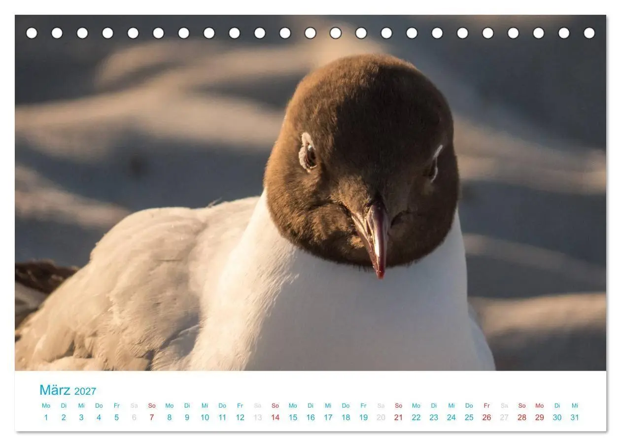 Bild: 9783594205037 | Der Darß Kalender (Tischkalender 2027 DIN A5 quer), CALVENDO...