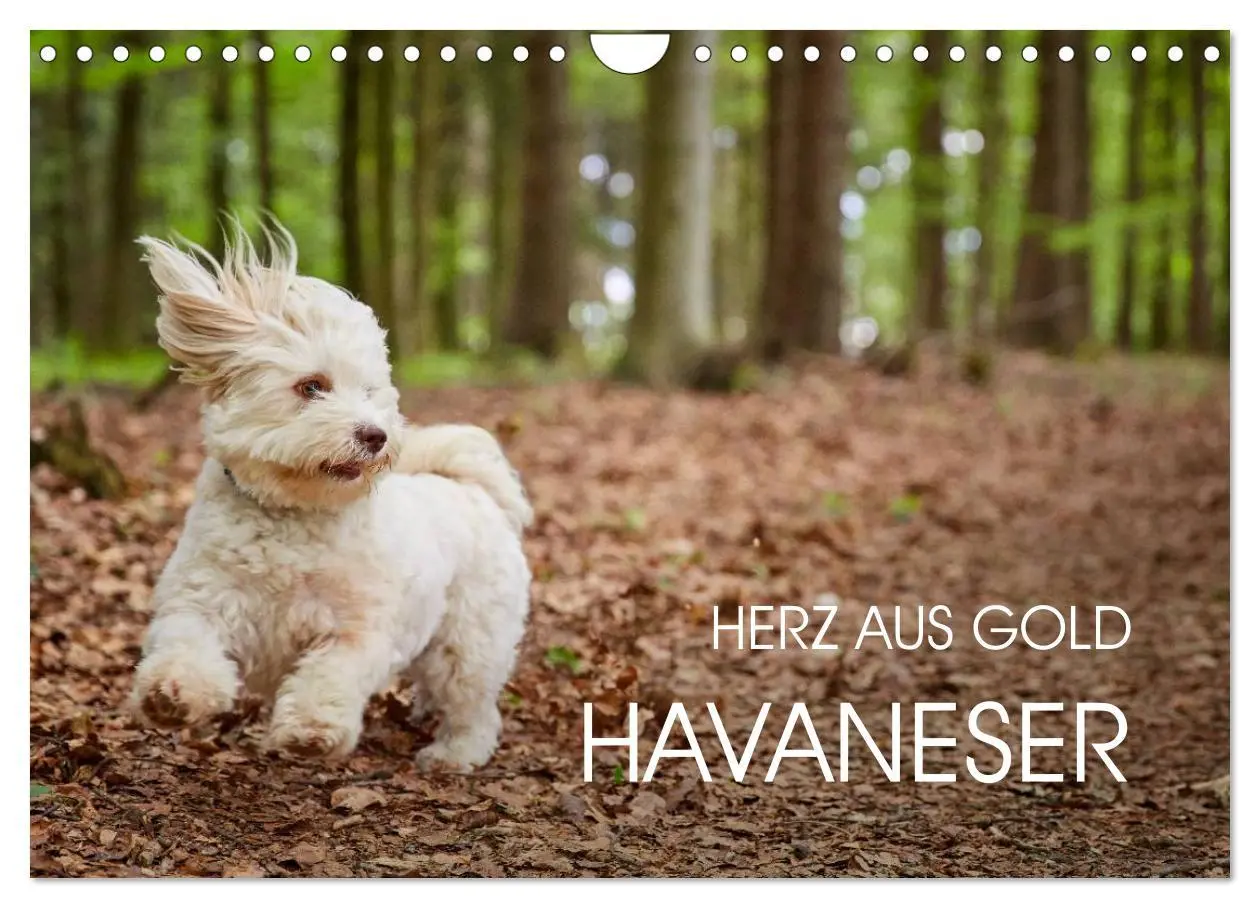 Cover: 9783457975237 | Havaneser - Herz aus Gold (Wandkalender 2026 DIN A4 quer), CALVENDO...