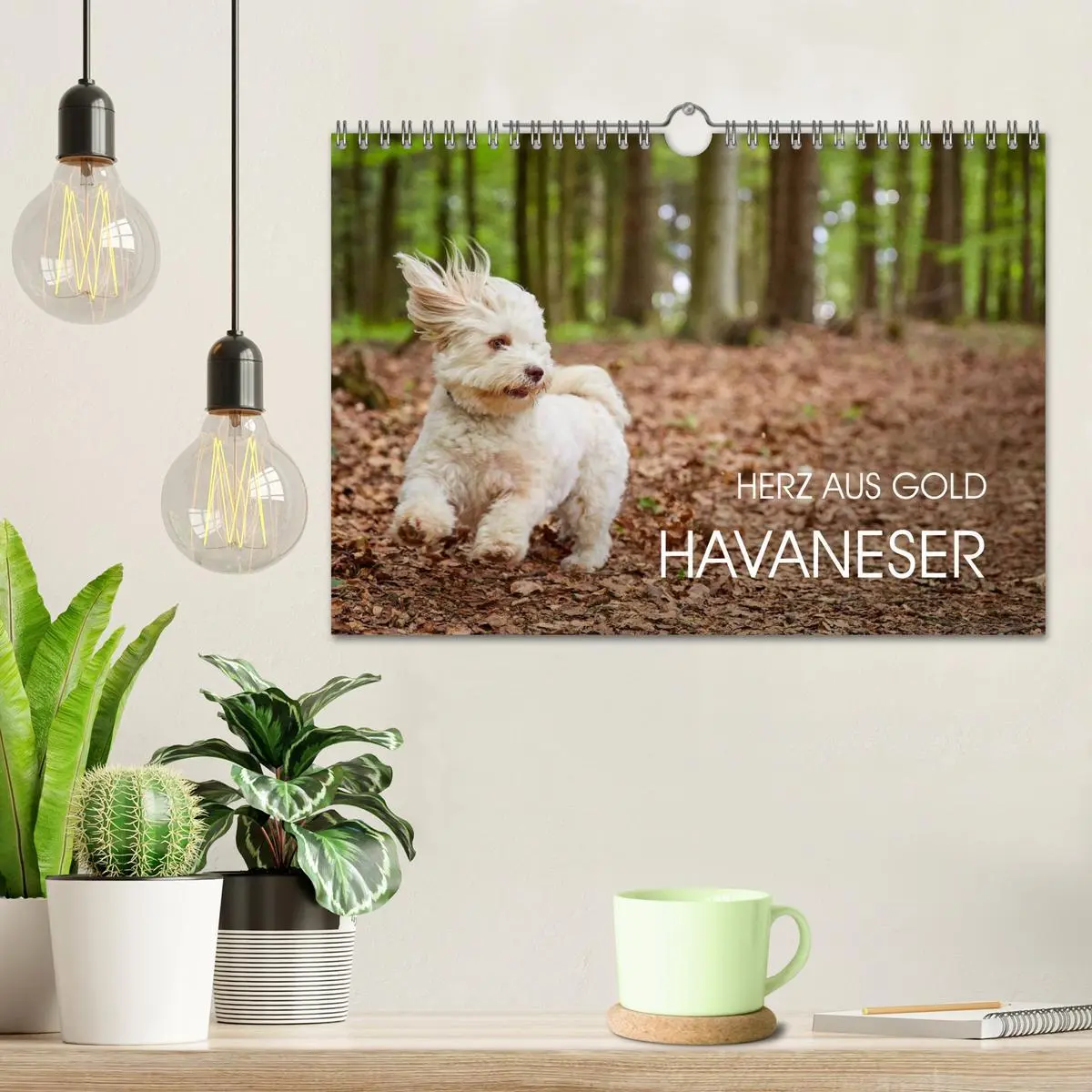 Bild: 9783457975237 | Havaneser - Herz aus Gold (Wandkalender 2026 DIN A4 quer), CALVENDO...