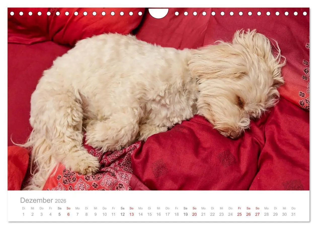 Bild: 9783457975237 | Havaneser - Herz aus Gold (Wandkalender 2026 DIN A4 quer), CALVENDO...