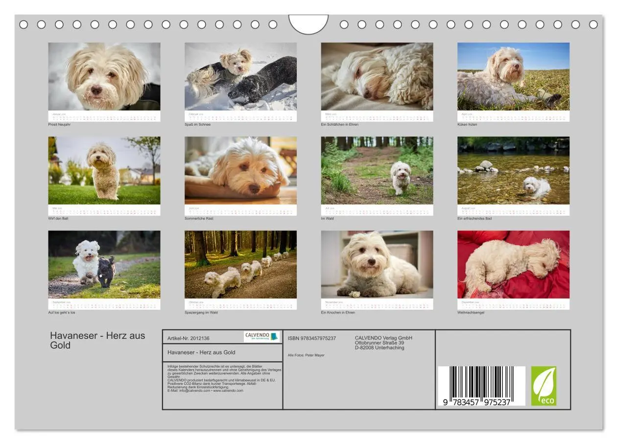 Bild: 9783457975237 | Havaneser - Herz aus Gold (Wandkalender 2026 DIN A4 quer), CALVENDO...
