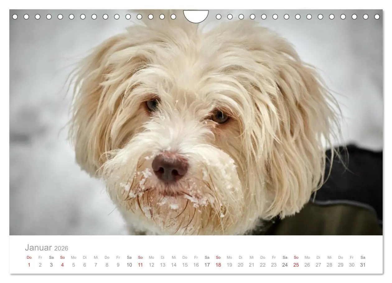 Bild: 9783457975237 | Havaneser - Herz aus Gold (Wandkalender 2026 DIN A4 quer), CALVENDO...