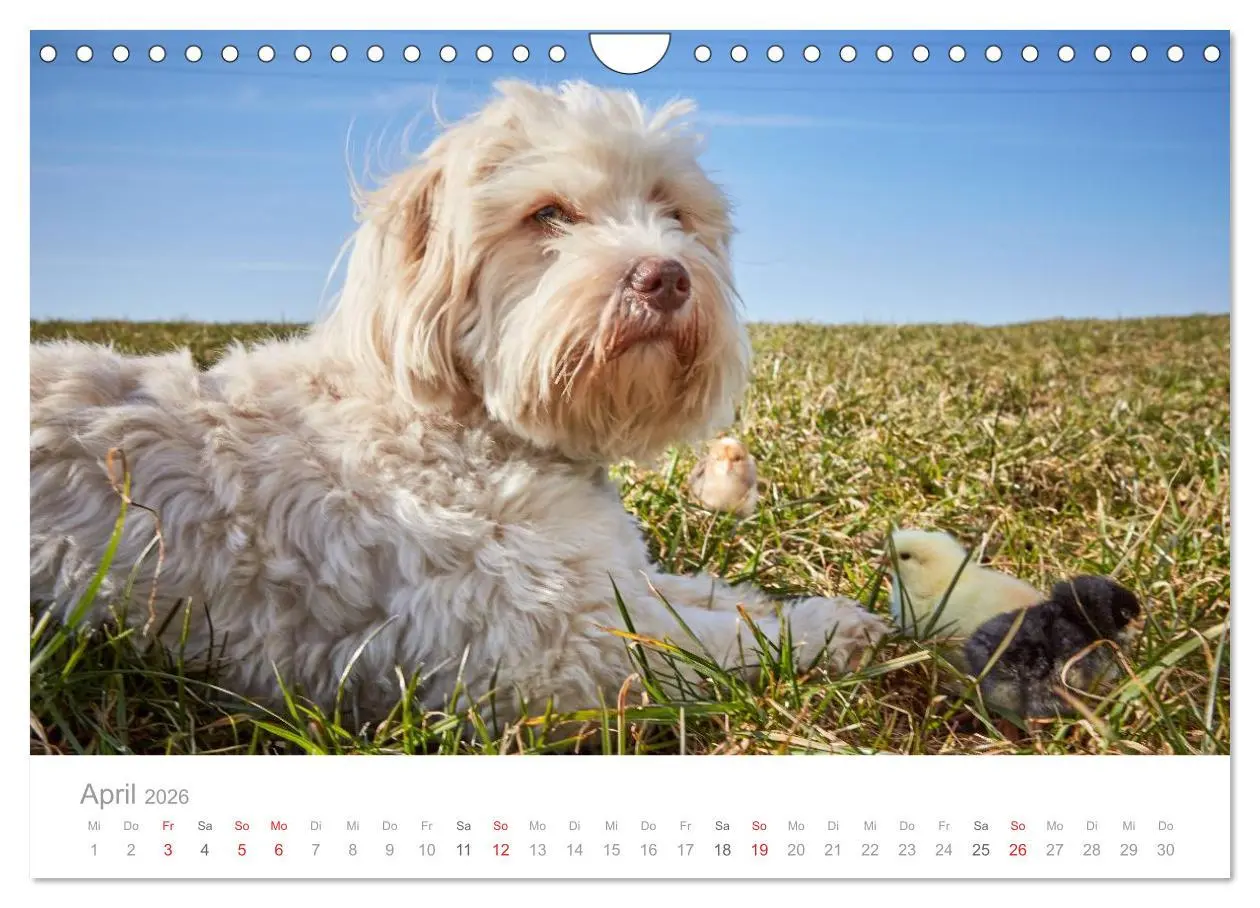 Bild: 9783457975237 | Havaneser - Herz aus Gold (Wandkalender 2026 DIN A4 quer), CALVENDO...