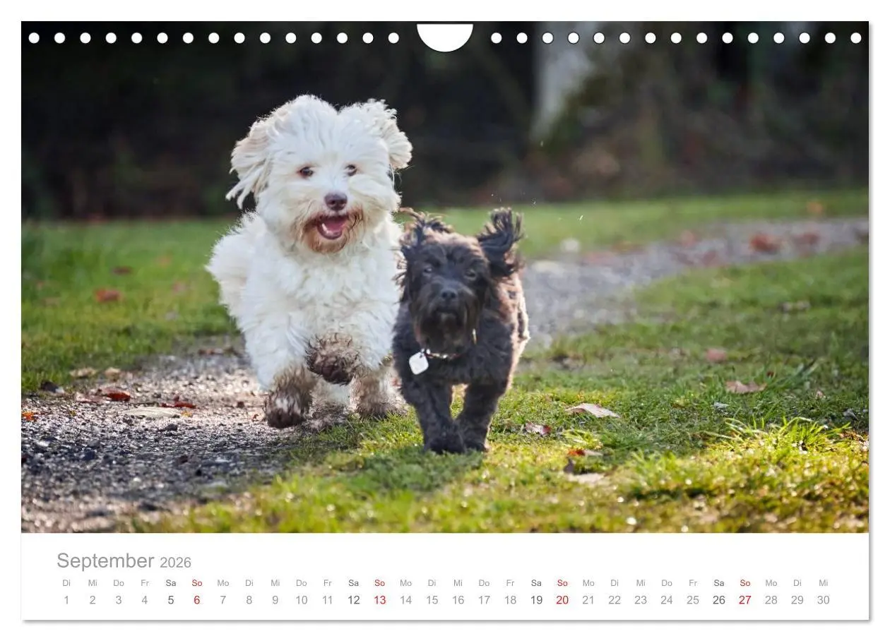 Bild: 9783457975237 | Havaneser - Herz aus Gold (Wandkalender 2026 DIN A4 quer), CALVENDO...