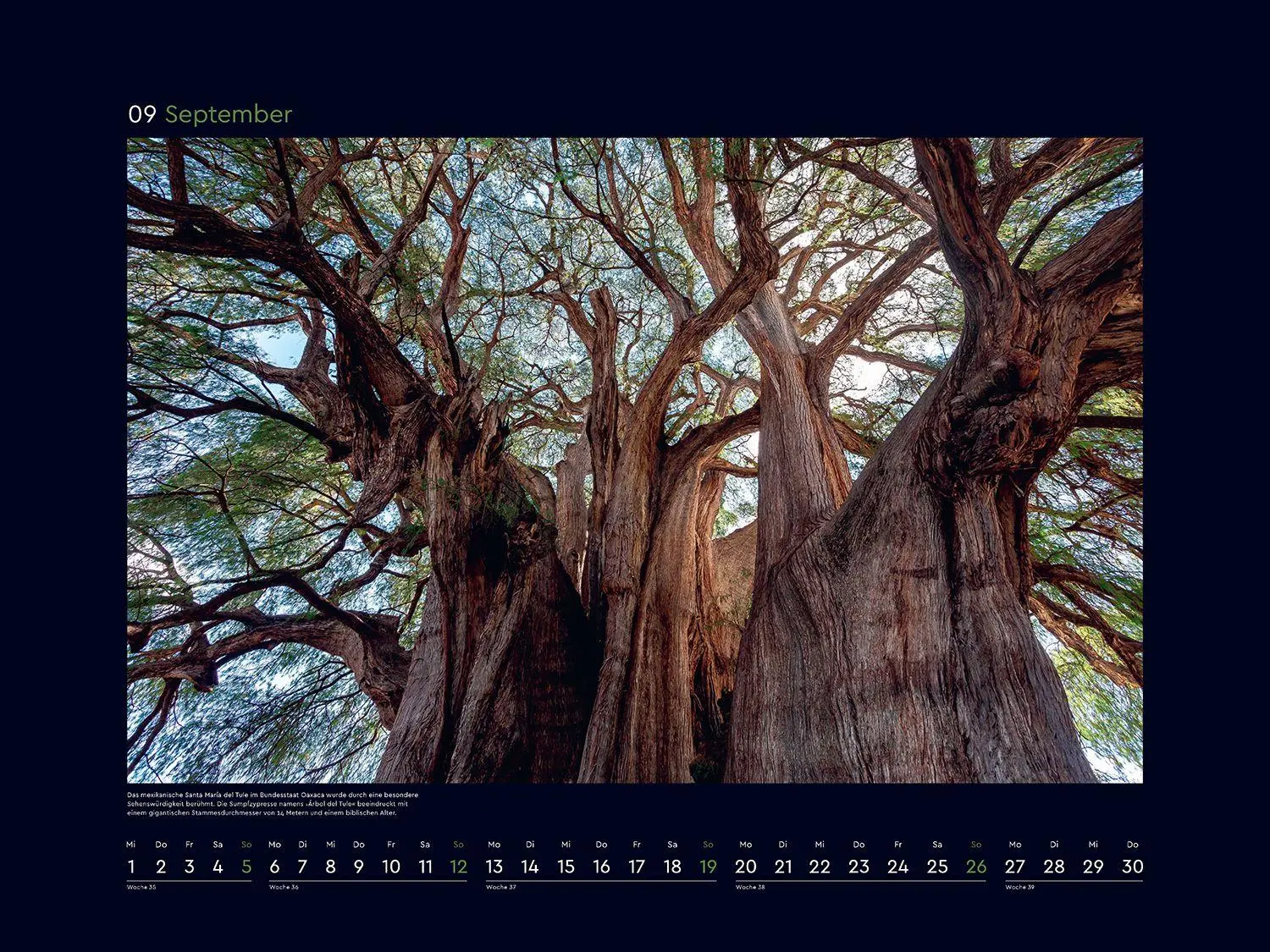 Bild: 9783965915237 | Alte Bäume, Sinnbilder des Lebens - KUNTH Wandkalender 2027 | Kalender