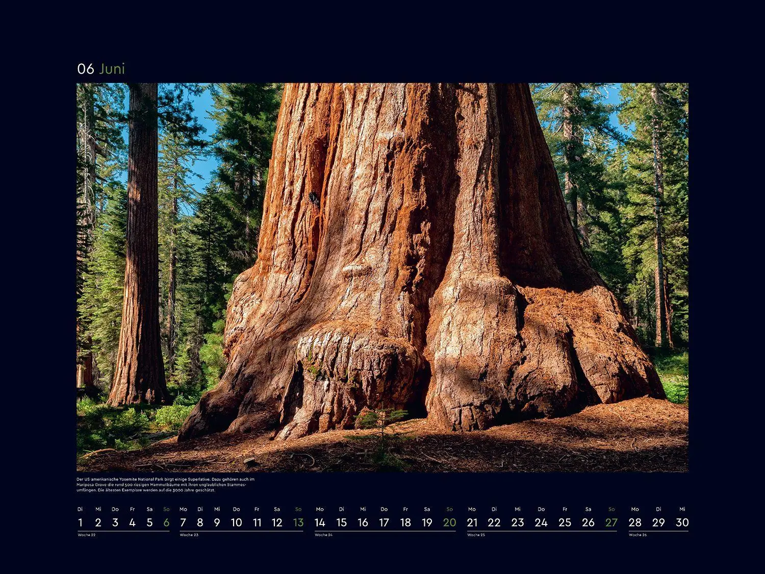 Bild: 9783965915237 | Alte Bäume, Sinnbilder des Lebens - KUNTH Wandkalender 2027 | Kalender