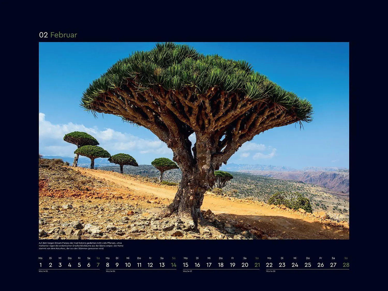 Bild: 9783965915237 | Alte Bäume, Sinnbilder des Lebens - KUNTH Wandkalender 2027 | Kalender
