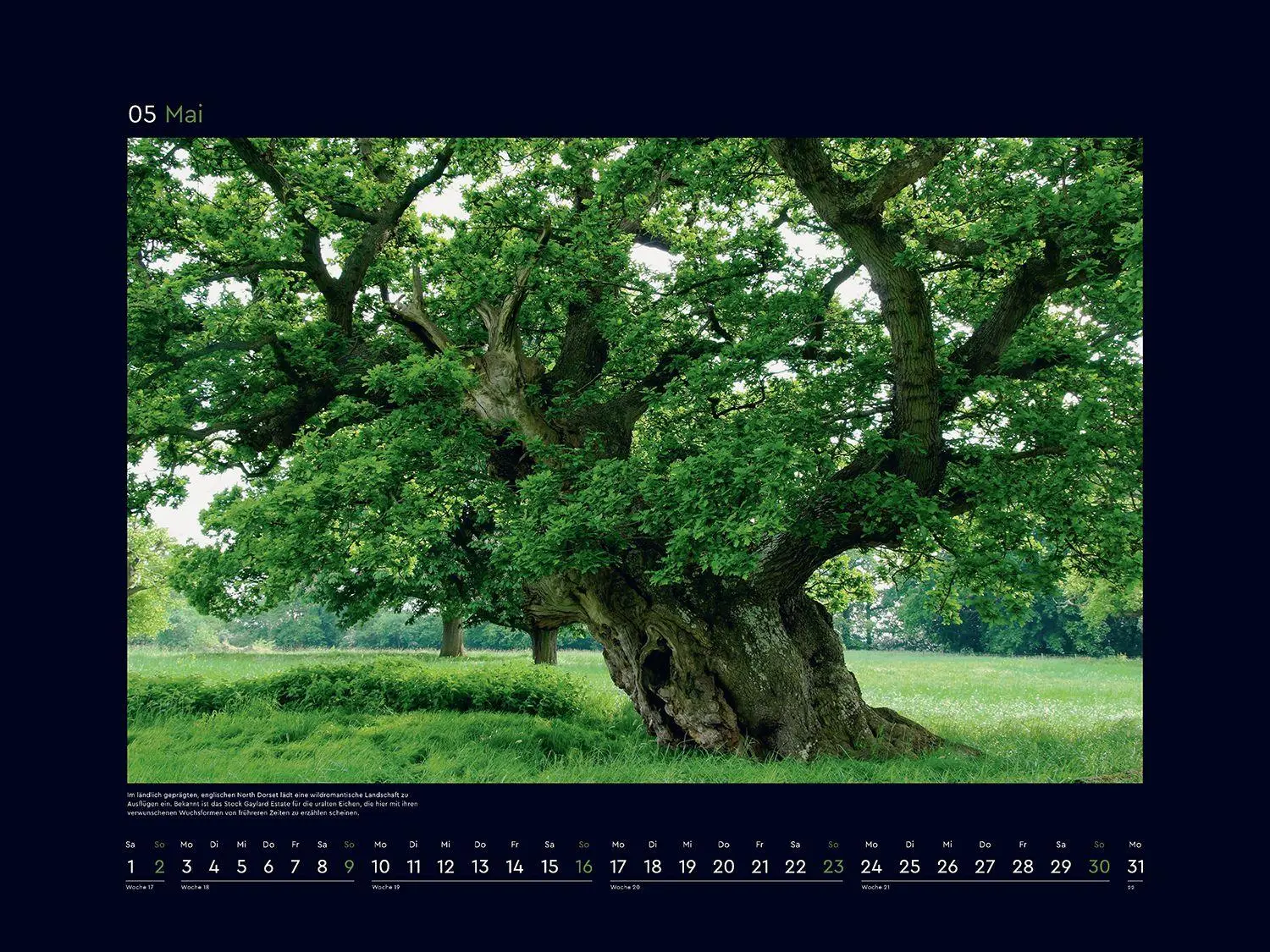 Bild: 9783965915237 | Alte Bäume, Sinnbilder des Lebens - KUNTH Wandkalender 2027 | Kalender