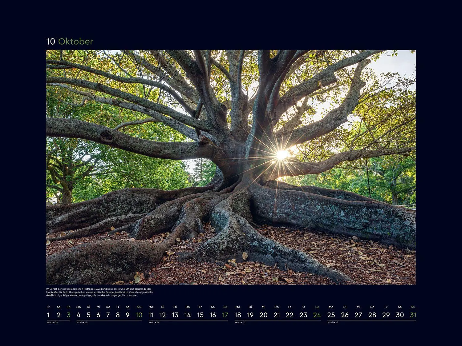 Bild: 9783965915237 | Alte Bäume, Sinnbilder des Lebens - KUNTH Wandkalender 2027 | Kalender