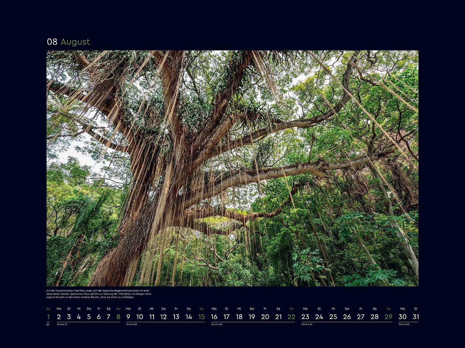 Bild: 9783965915237 | Alte Bäume, Sinnbilder des Lebens - KUNTH Wandkalender 2027 | Kalender