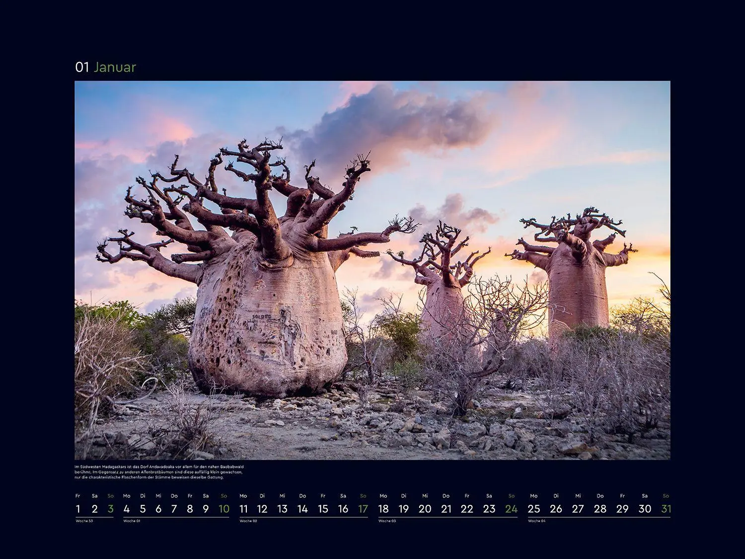 Bild: 9783965915237 | Alte Bäume, Sinnbilder des Lebens - KUNTH Wandkalender 2027 | Kalender