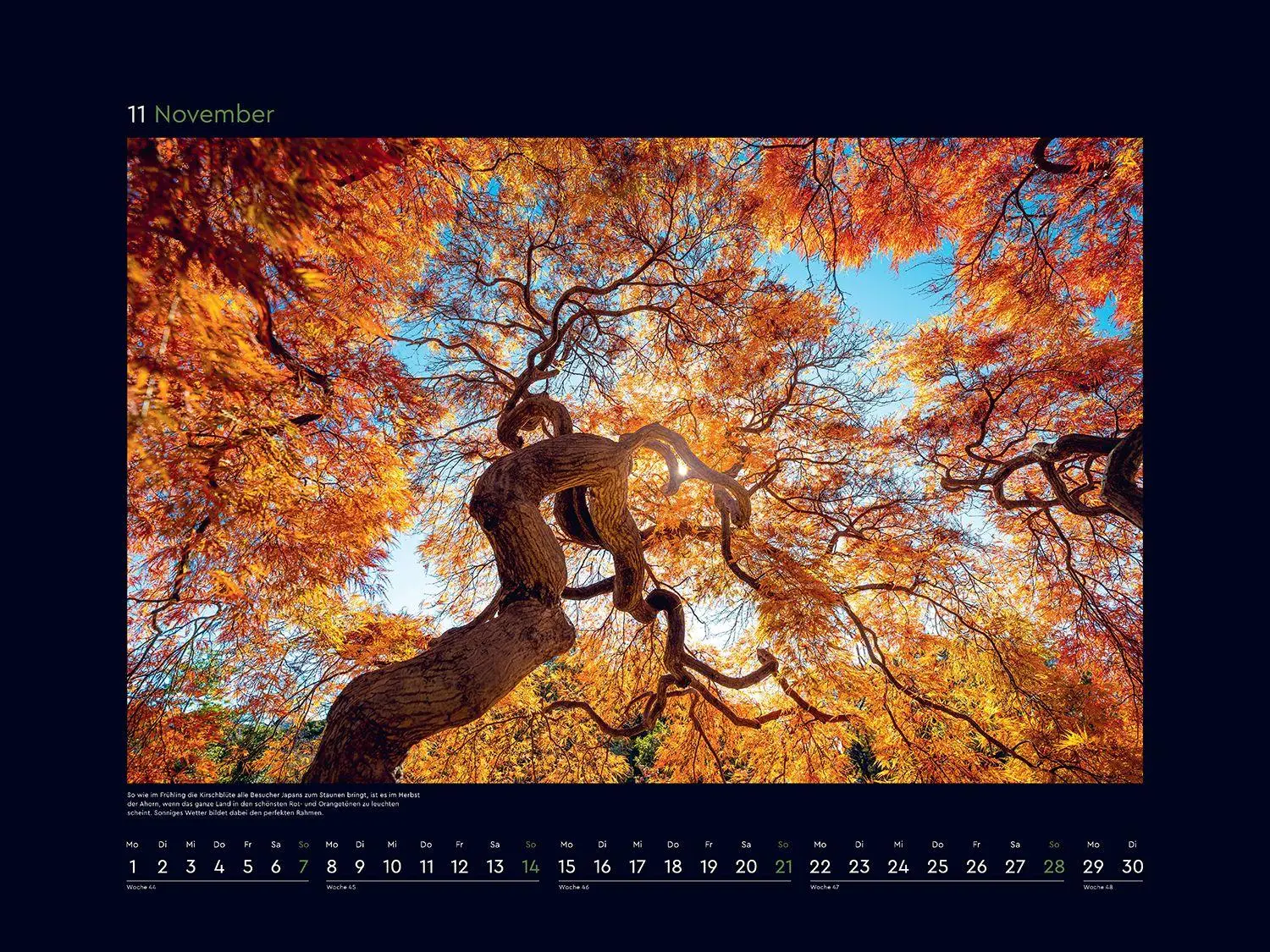 Bild: 9783965915237 | Alte Bäume, Sinnbilder des Lebens - KUNTH Wandkalender 2027 | Kalender