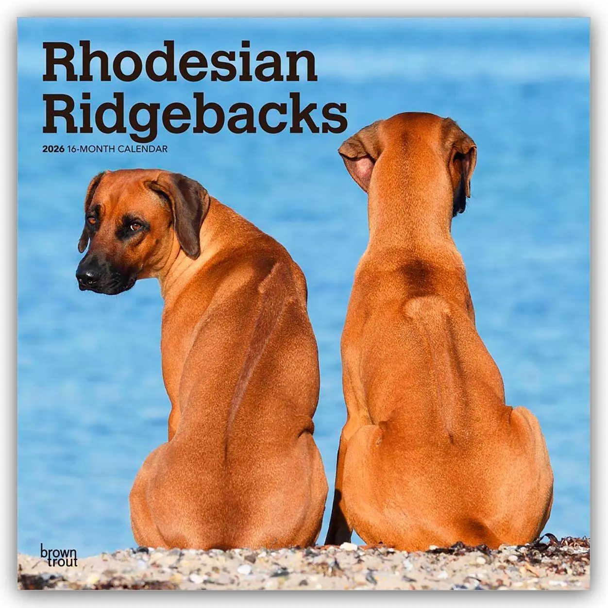 Cover: 9798330705337 | Rhodesian Ridgebacks - Rhodesian Ridgeback 2026 - 16-Monatskalender