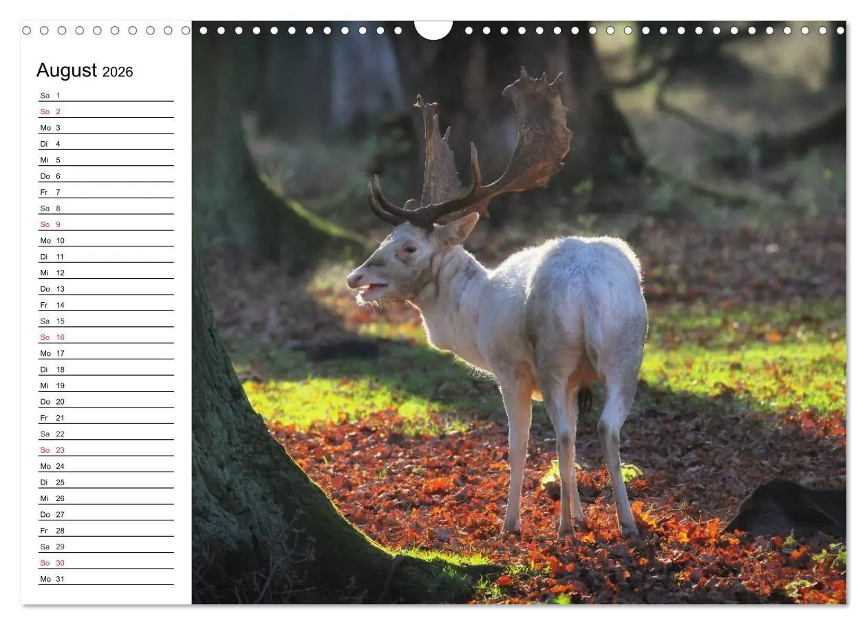 Bild: 9783516115437 | Hannover erleben (Wandkalender 2026 DIN A3 quer), CALVENDO...