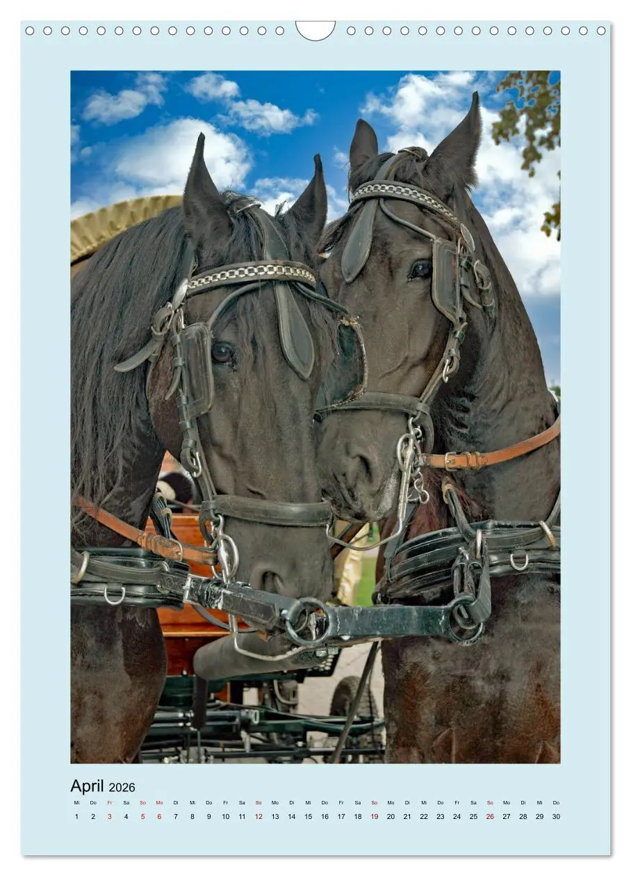 Bild: 9783516345537 | Kutschpferde im Portait (Wandkalender 2026 DIN A3 hoch), CALVENDO...
