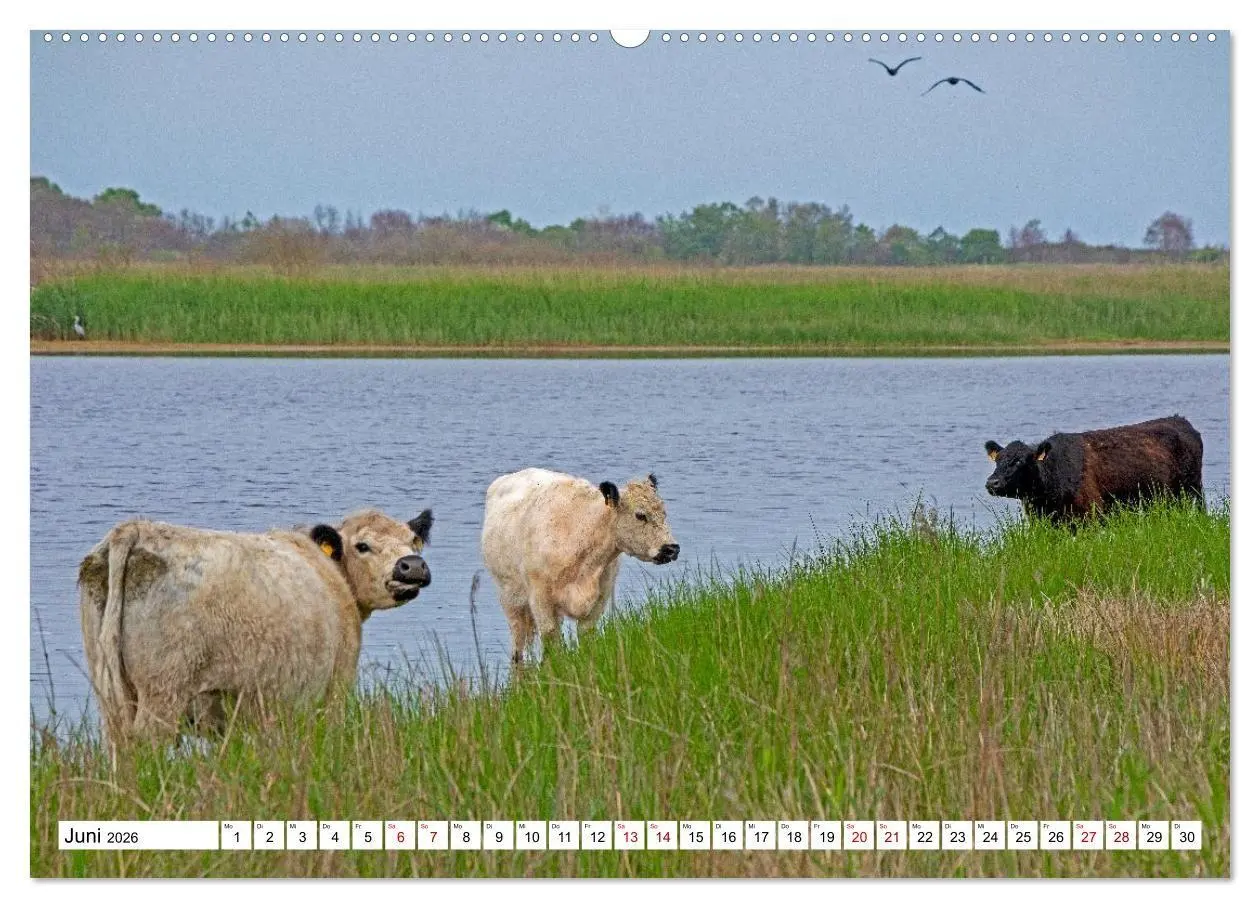 Bild: 9783516715637 | Angeln - Landschaft zwischen Schlei und Flensburger Förde...