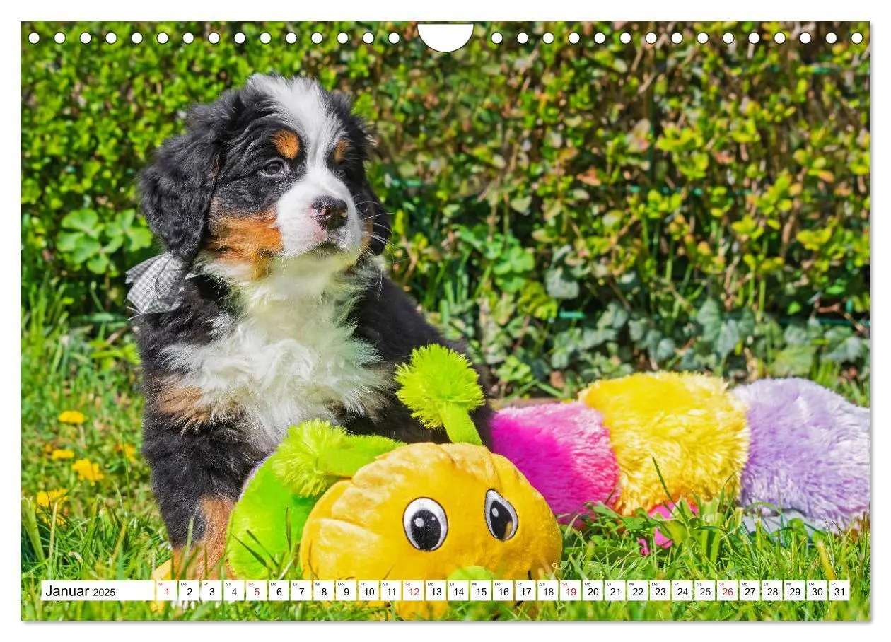 Bild: 9783435215737 | Kleine Herzen auf 4 Pfoten - Berner Sennenhunde (Wandkalender 2025...