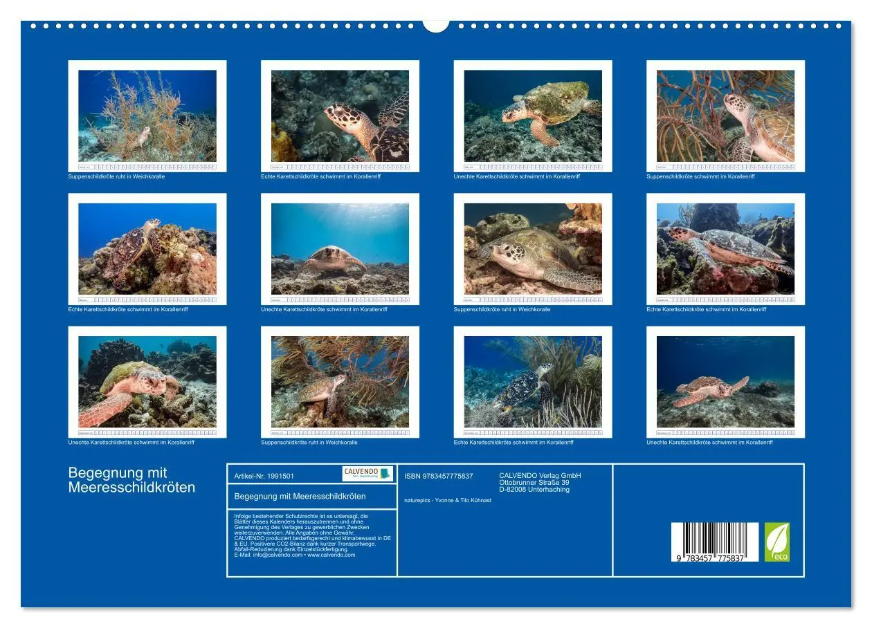 Bild: 9783457775837 | Begegnung mit Meeresschildkröten (hochwertiger Premium Wandkalender...