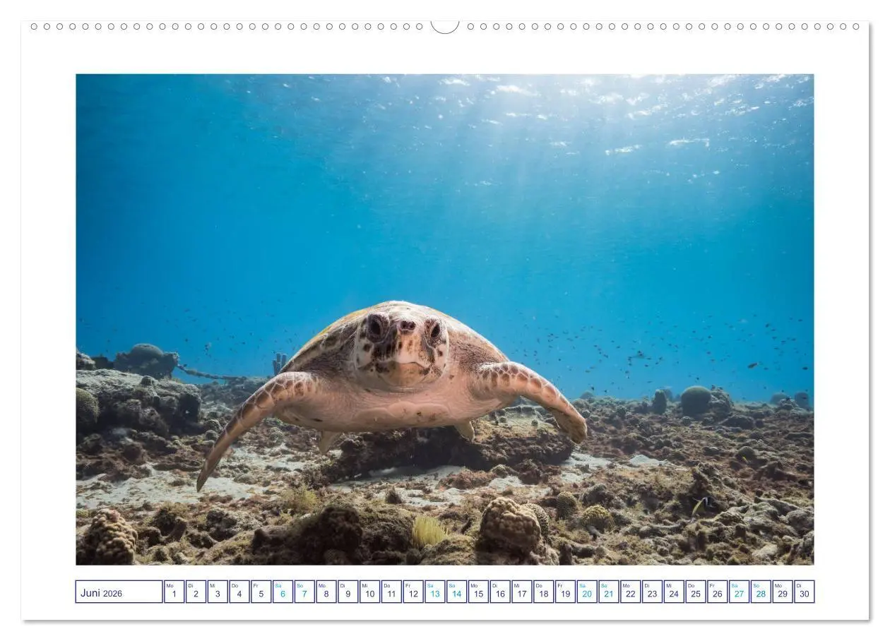 Bild: 9783457775837 | Begegnung mit Meeresschildkröten (hochwertiger Premium Wandkalender...