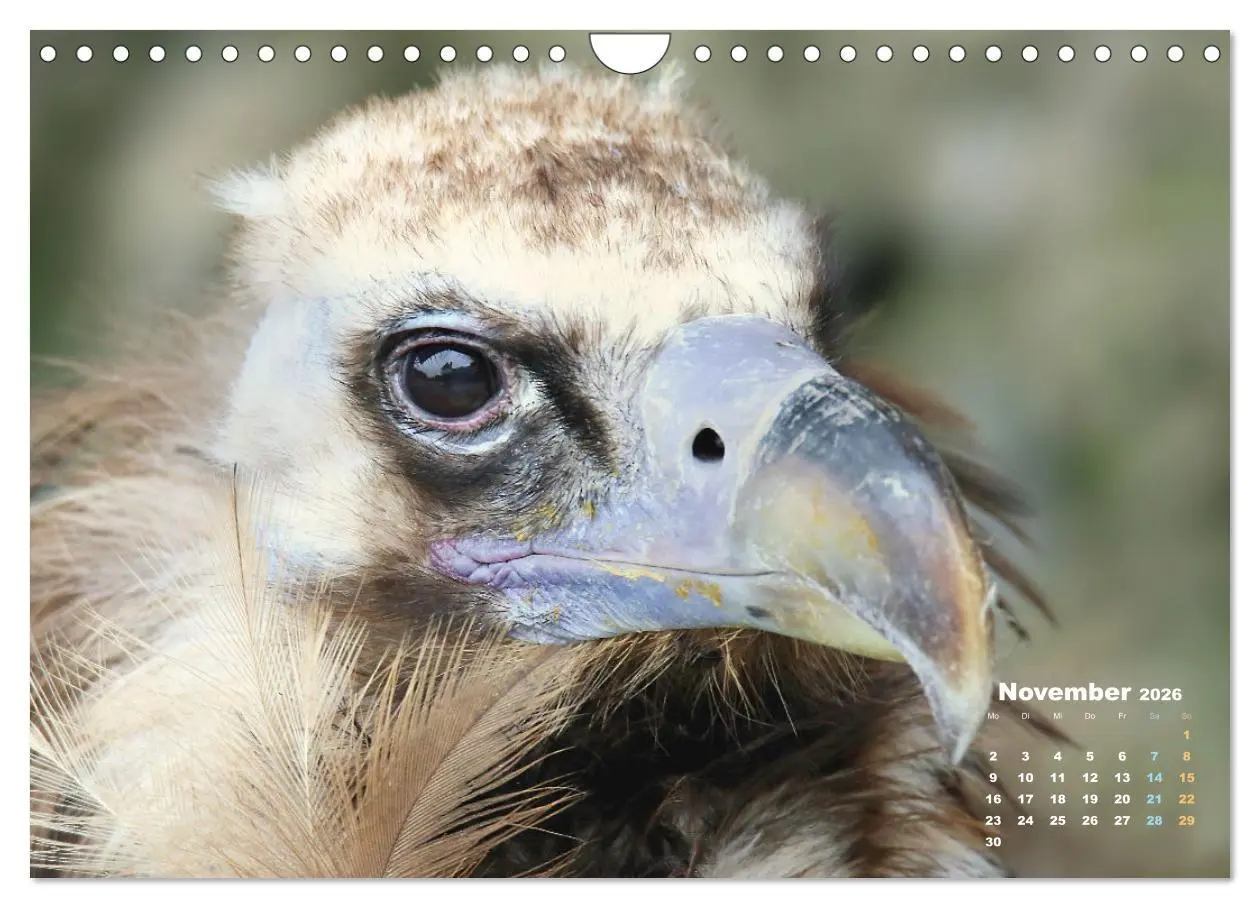 Bild: 9783457915837 | GEIERPORTRÄTS (Wandkalender 2026 DIN A4 quer), CALVENDO Monatskalender
