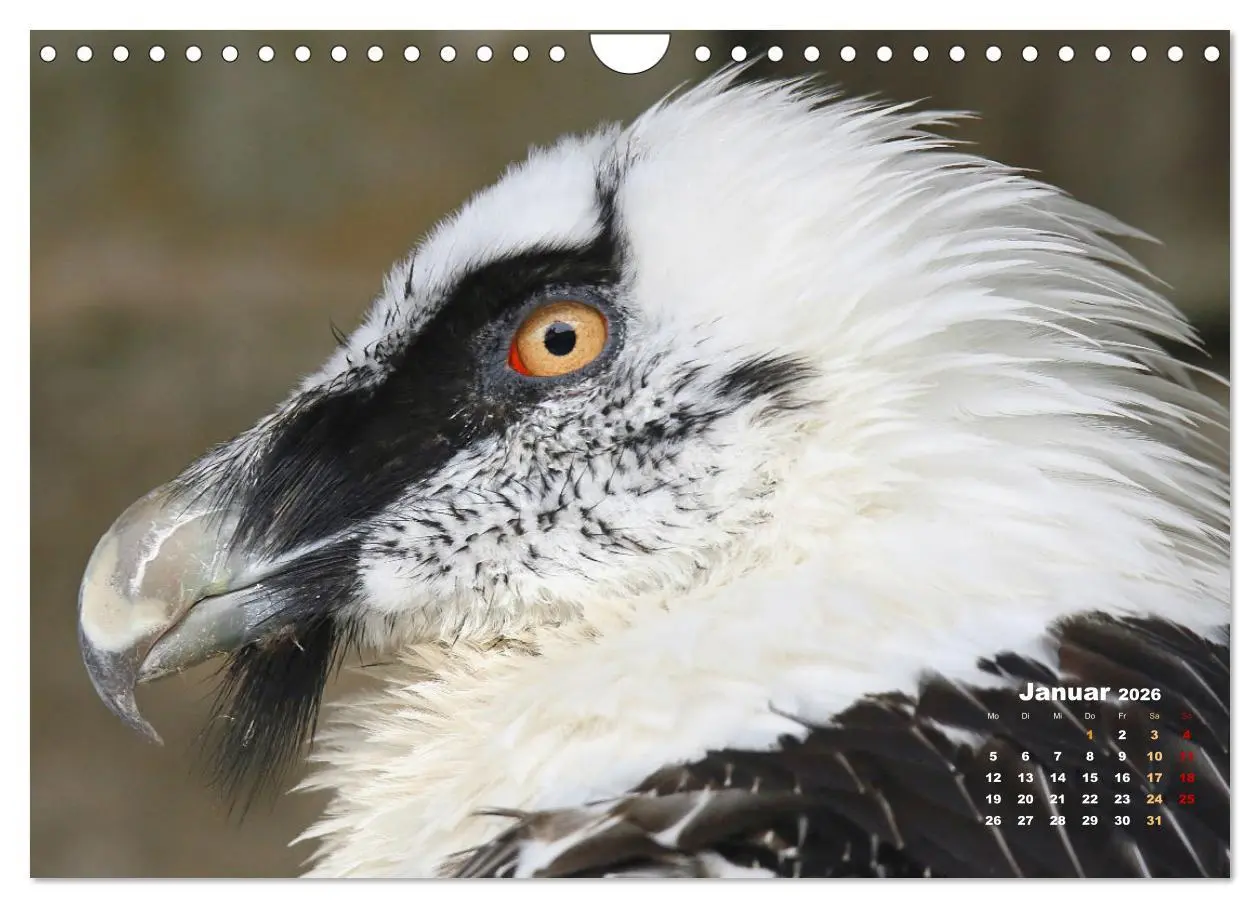 Bild: 9783457915837 | GEIERPORTRÄTS (Wandkalender 2026 DIN A4 quer), CALVENDO Monatskalender