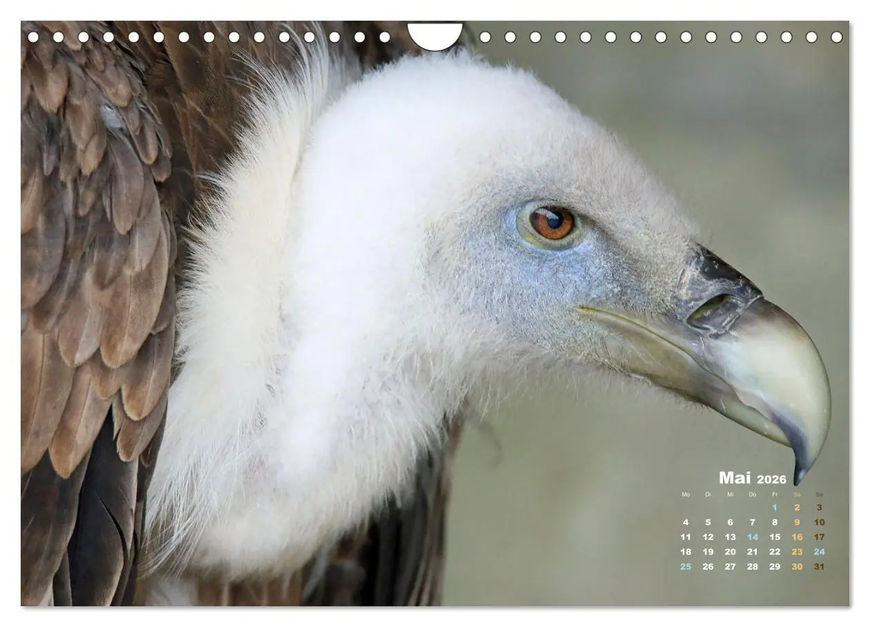 Bild: 9783457915837 | GEIERPORTRÄTS (Wandkalender 2026 DIN A4 quer), CALVENDO Monatskalender