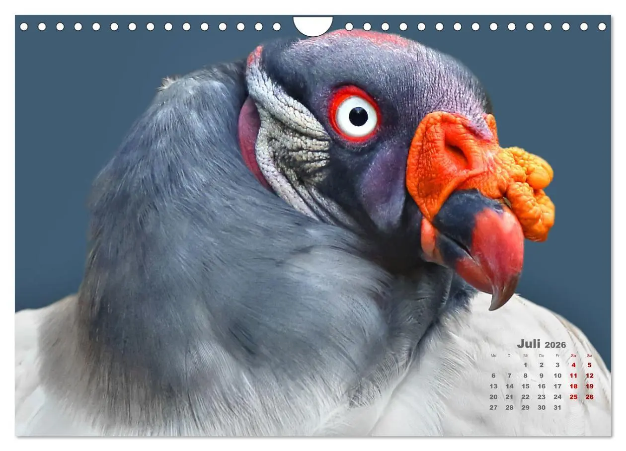 Bild: 9783457915837 | GEIERPORTRÄTS (Wandkalender 2026 DIN A4 quer), CALVENDO Monatskalender