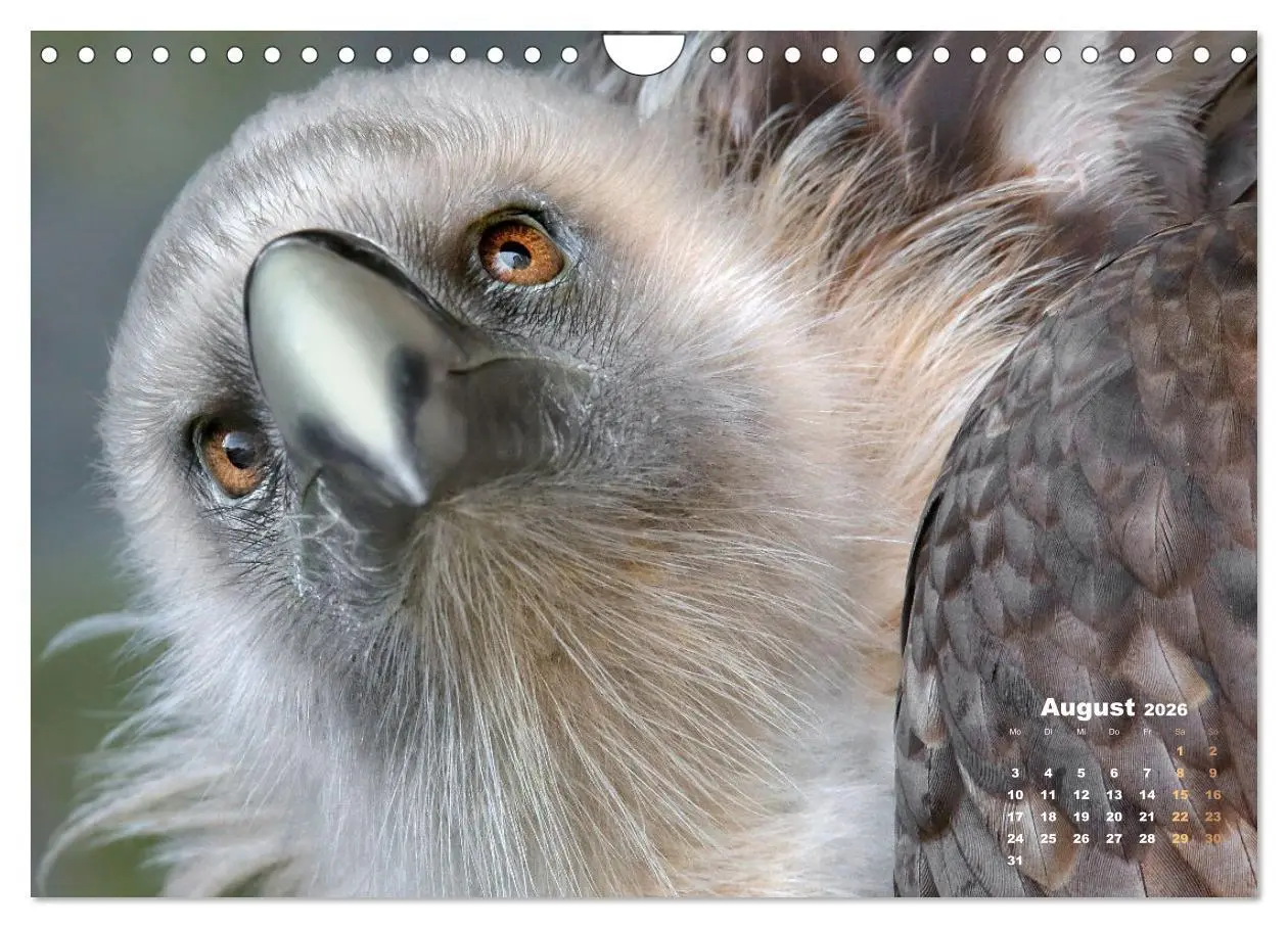 Bild: 9783457915837 | GEIERPORTRÄTS (Wandkalender 2026 DIN A4 quer), CALVENDO Monatskalender
