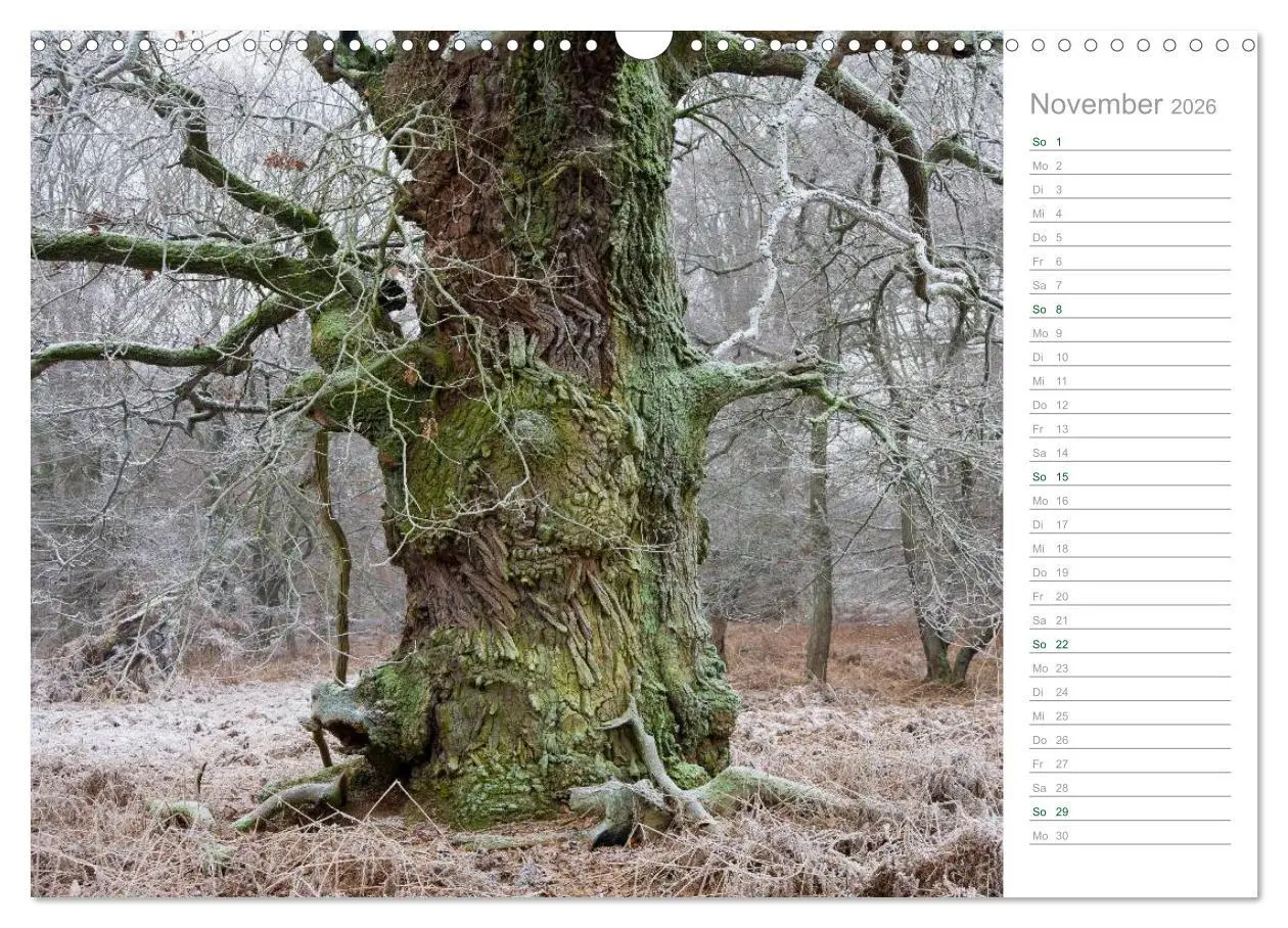 Bild: 9783516005837 | Im Deutschen Wald 2026 - ein Notizkalender (Wandkalender 2026 DIN...