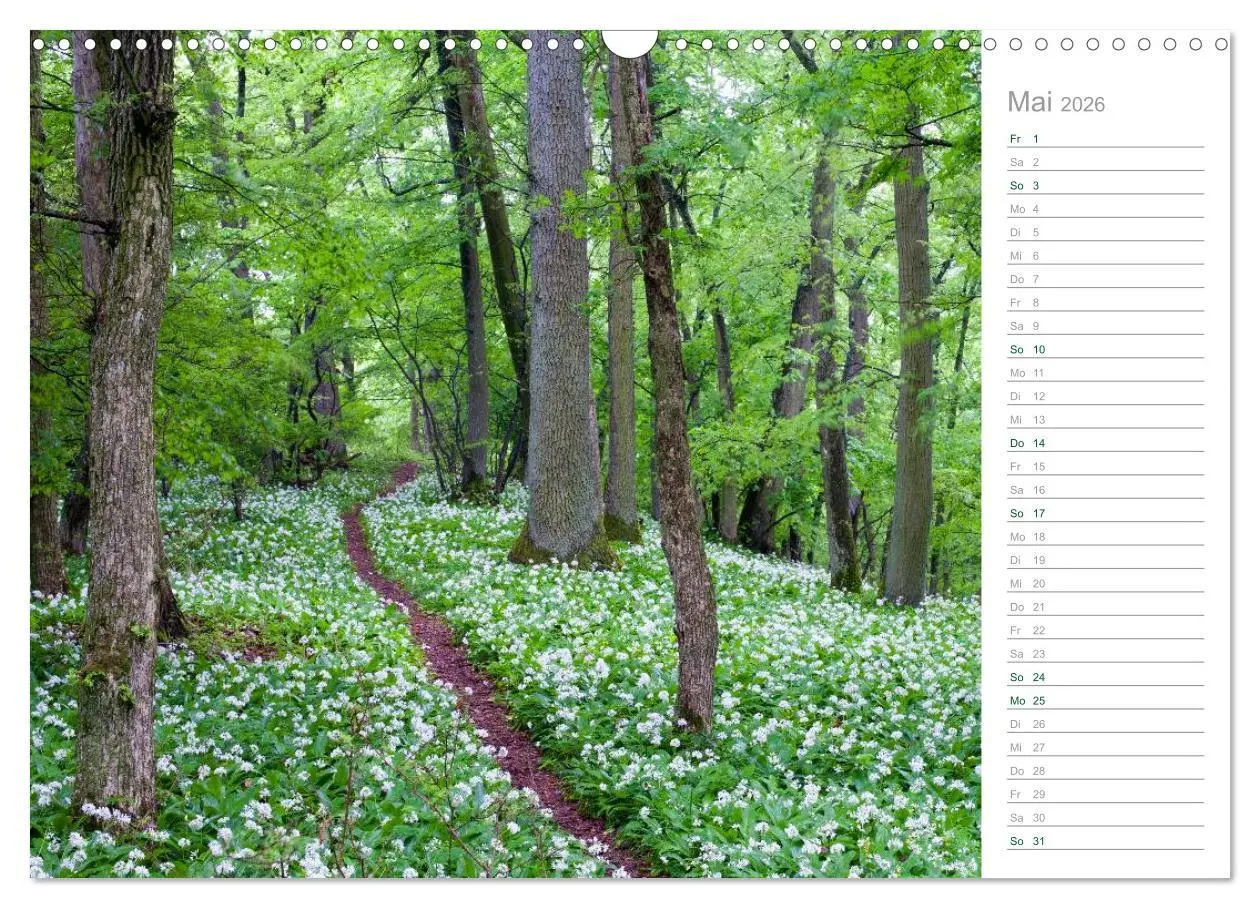 Bild: 9783516005837 | Im Deutschen Wald 2026 - ein Notizkalender (Wandkalender 2026 DIN...