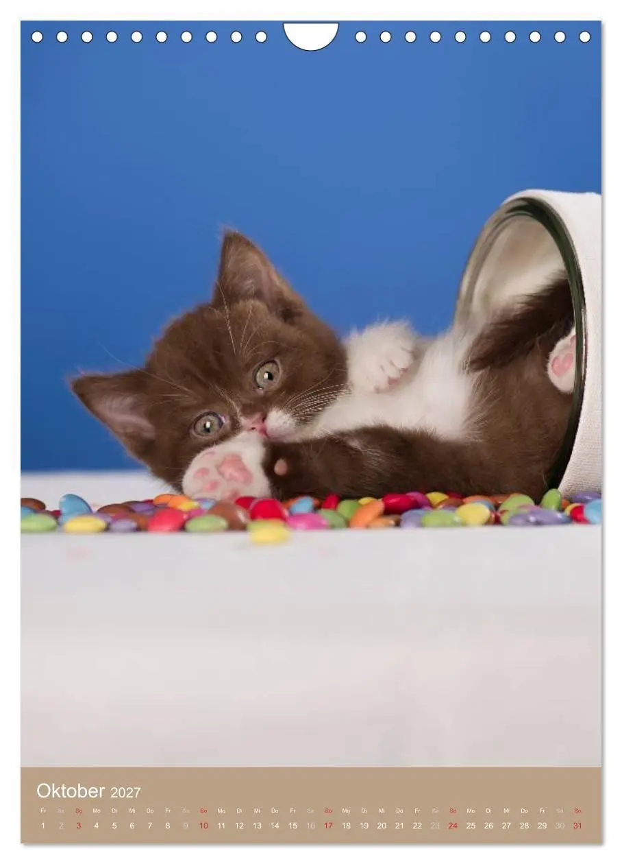 Bild: 9783594155837 | Britisch Kurzhaar Katzenkalender (Wandkalender 2027 DIN A4 hoch),...