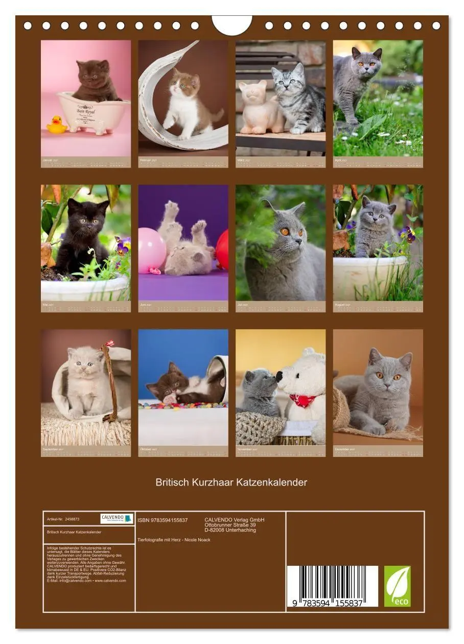 Bild: 9783594155837 | Britisch Kurzhaar Katzenkalender (Wandkalender 2027 DIN A4 hoch),...