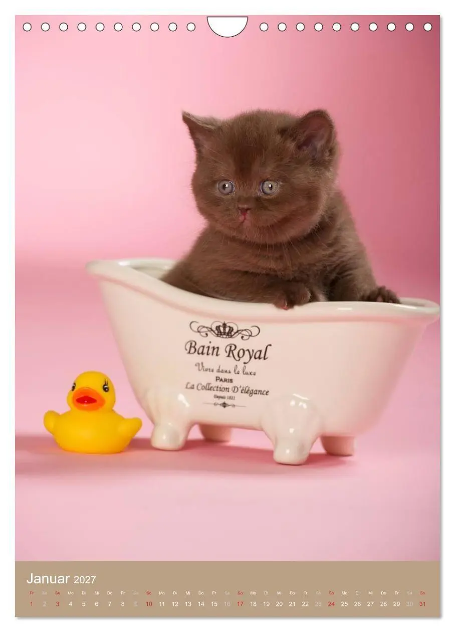 Bild: 9783594155837 | Britisch Kurzhaar Katzenkalender (Wandkalender 2027 DIN A4 hoch),...