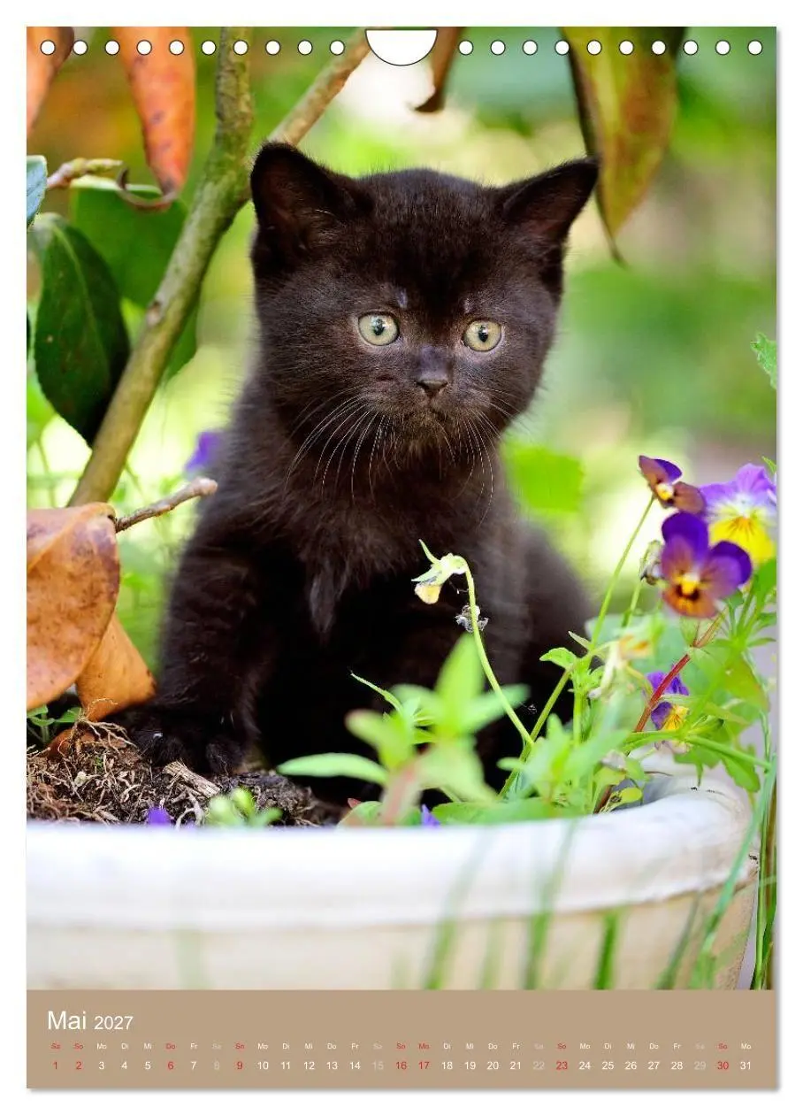 Bild: 9783594155837 | Britisch Kurzhaar Katzenkalender (Wandkalender 2027 DIN A4 hoch),...